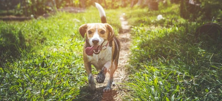 Adult beagle walking on grass field